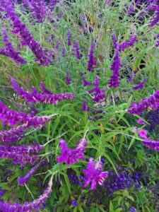 Purple flowers on sage bush